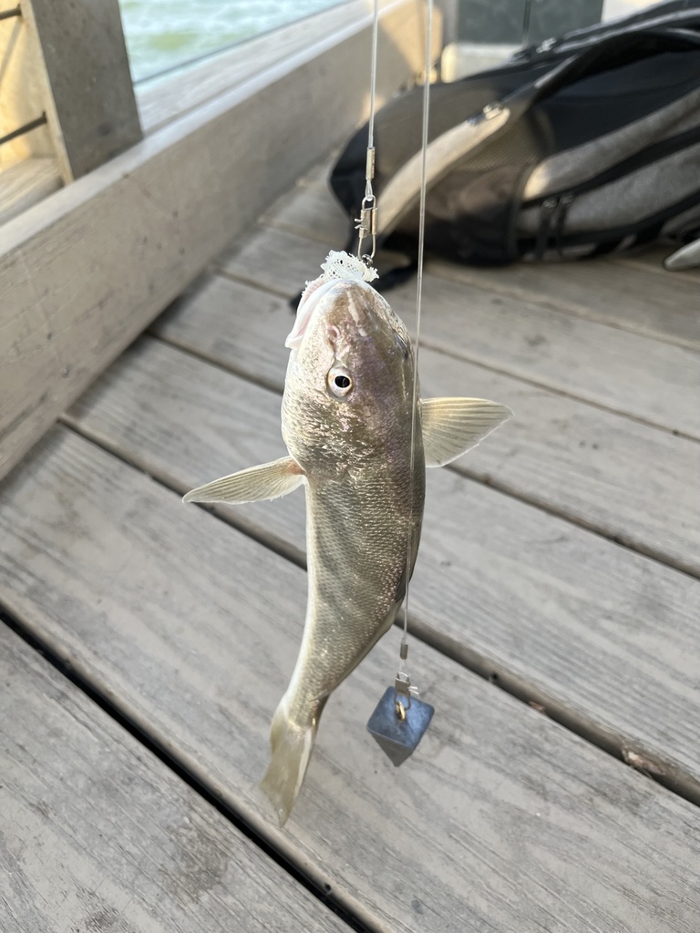 Kingfish