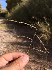 Leptochloa dubia