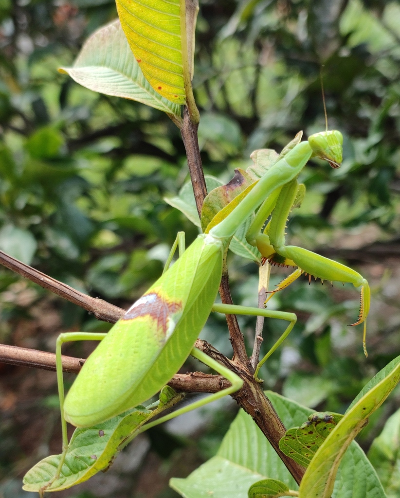 Stagmatoptera biocellata
