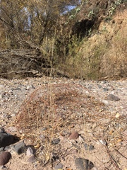 Sporobolus contractus