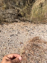 Sporobolus contractus