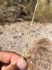 Sporobolus contractus