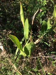 Sagittaria lancifolia image