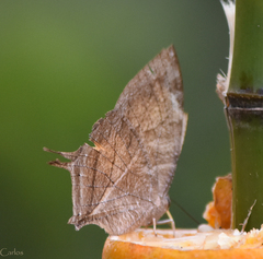 Consul electra electra