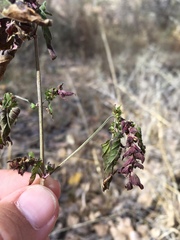 Acalypha neomexicana