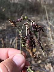 Acalypha neomexicana