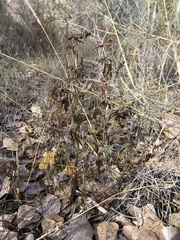 Acalypha neomexicana