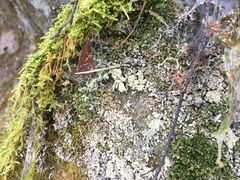 Andreiomyces morozianus