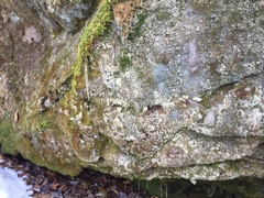 Andreiomyces morozianus