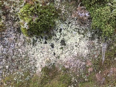 Andreiomyces morozianus