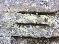 Andreiomyces morozianus