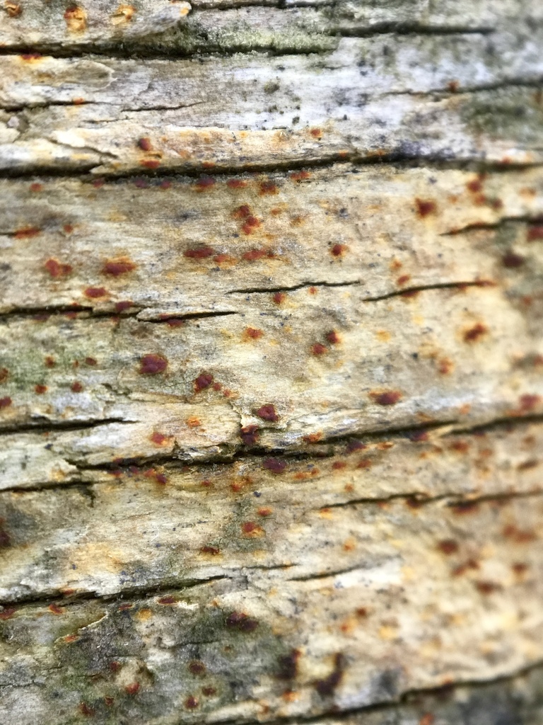 Arthonia helvola