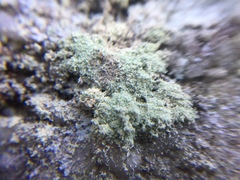 Andreiomyces morozianus