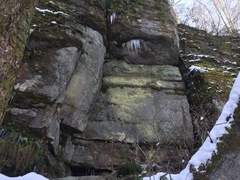 Andreiomyces morozianus