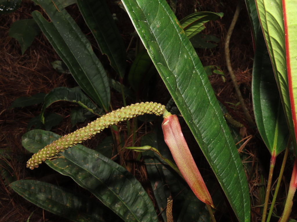 Anthurium stipitatum Benth. 2