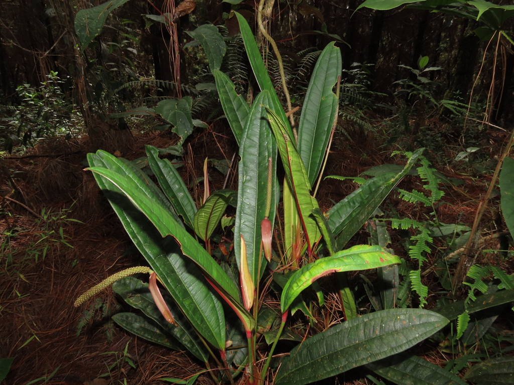 Anthurium stipitatum Benth. 3