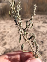 Chenopodium desiccatum