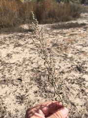 Chenopodium desiccatum