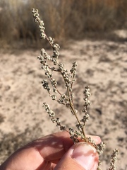 Chenopodium desiccatum