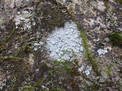 Lepraria humida