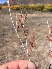 Eriogonum polycladon