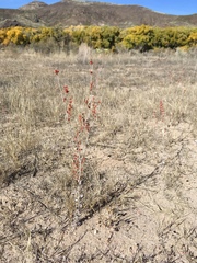 Eriogonum polycladon