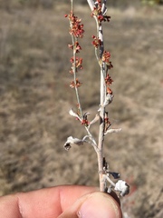 Eriogonum polycladon