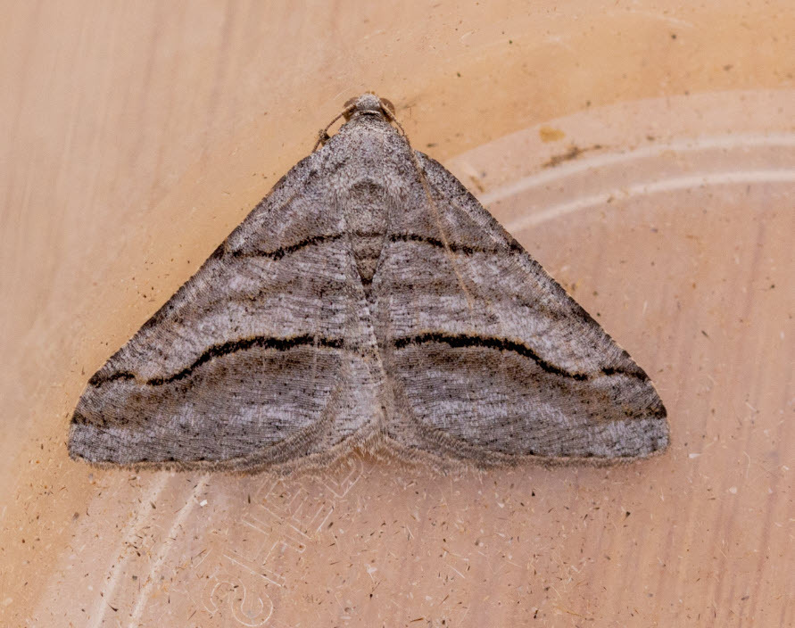 Digrammia pertinata