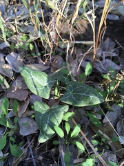 Epixiphium wislizeni
