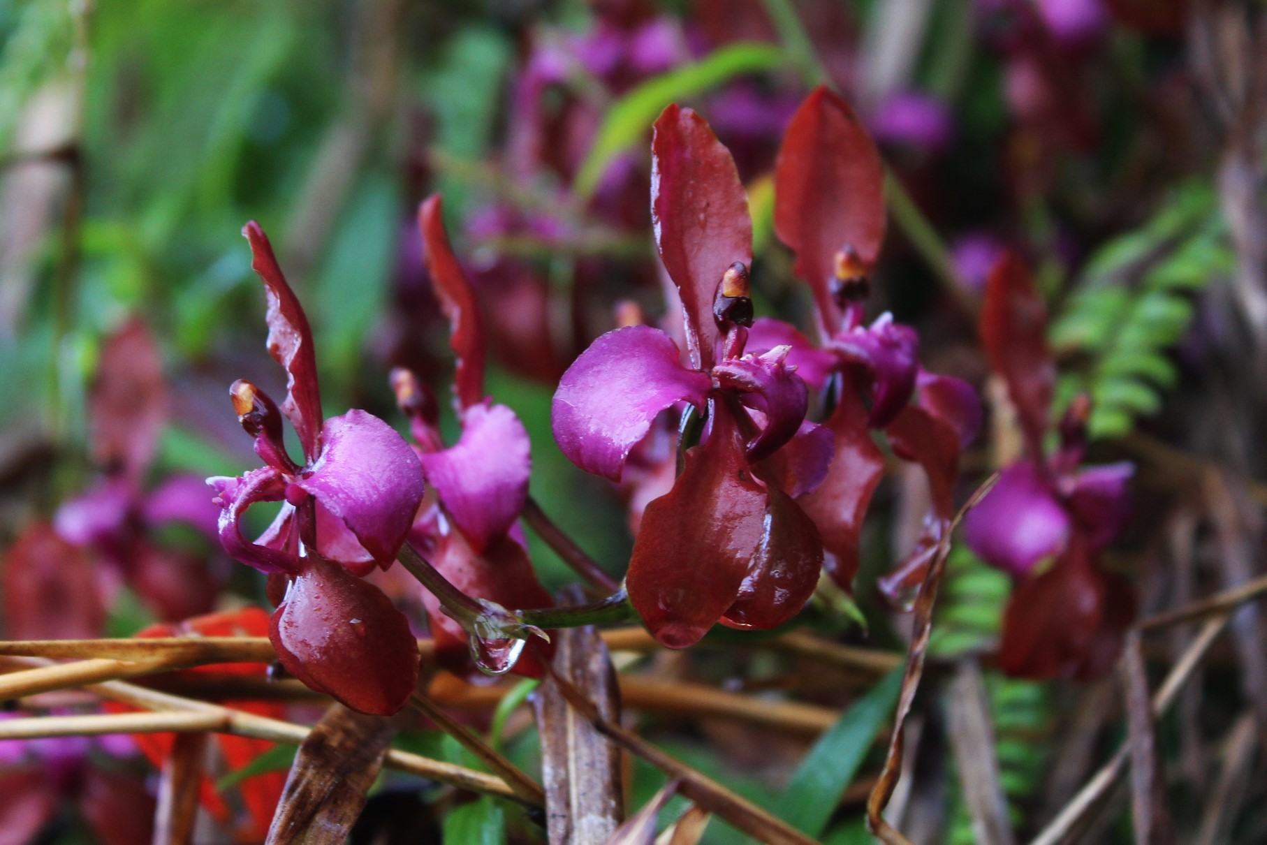 Cyrtochilum orgyale (Rchb.f.) Dalström 2