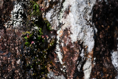 Image of Dendrobium lichenastrum by (c) Thomas Mesaglio, some rights reserved (CC BY)
