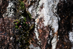 Dendrobium lichenastrum, photograph (c) Thomas Mesaglio, some rights reserved (CC BY)