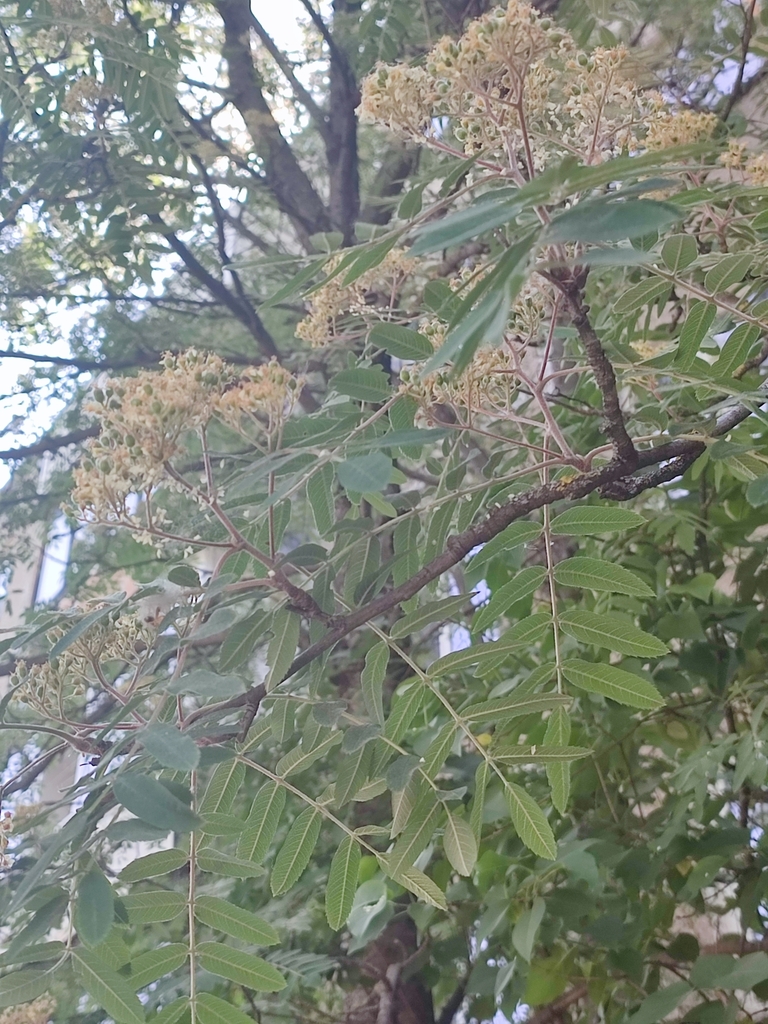 European Mountain Ash From On May 29   Large 