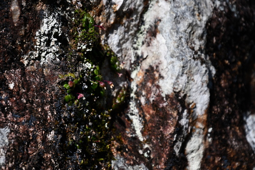 Dendrobium lichenastrum, photograph 6