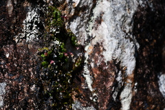 Dendrobium lichenastrum, photograph (c) Thomas Mesaglio, some rights reserved (CC BY)