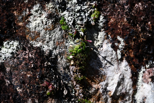 Image of Dendrobium lichenastrum by (c) Thomas Mesaglio, some rights reserved (CC BY)