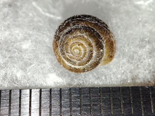 German hairy snail