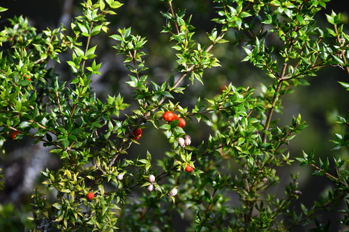 Chain fruit (Alyxia oblongata)