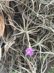 Tillandsia paleacea