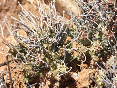 (c) amantedarmanin, some rights reserved (CC BY) Euphorbia filiflora, photograph (c) amantedarmanin, some rights reserved (CC BY)