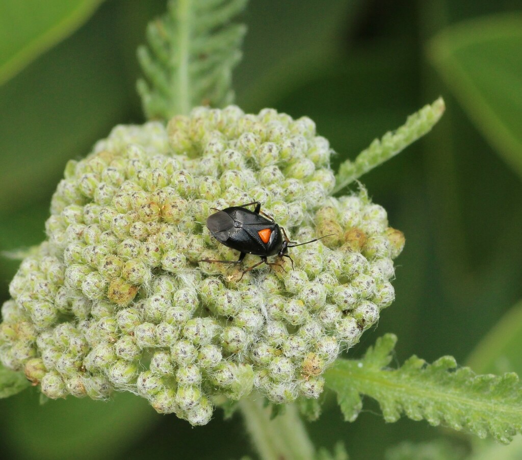 Deraeocoris ribauti