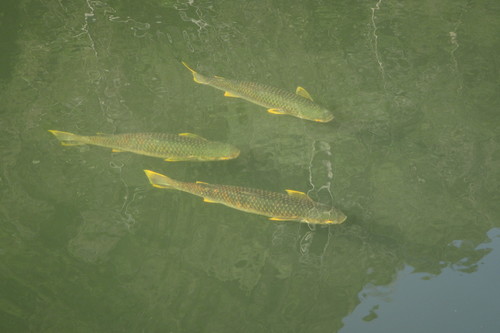 Planiliza alata
