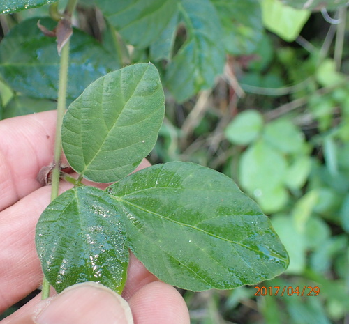 Image of Hylodesmum repandum by no rights reserved