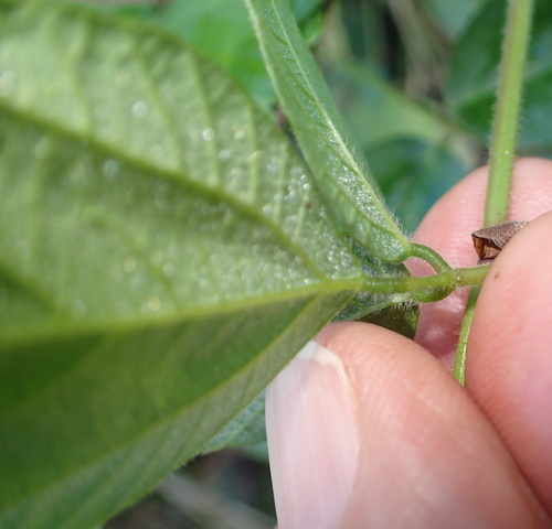 Image of Hylodesmum repandum by no rights reserved