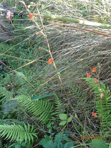 Image of Hylodesmum repandum by no rights reserved