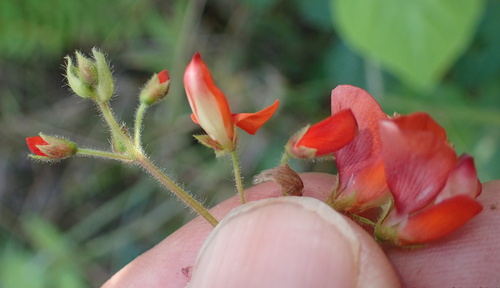 Image of Hylodesmum repandum by no rights reserved