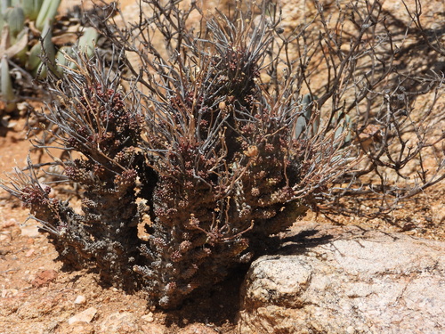Euphorbia filiflora, photograph 5