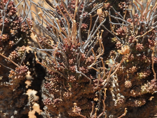 Euphorbia filiflora, photograph 4