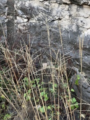 Disakisperma dubium