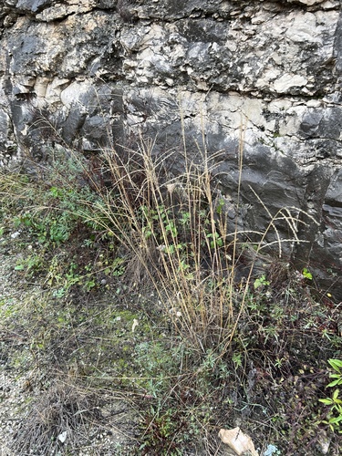 Disakisperma dubium, photograph 1
